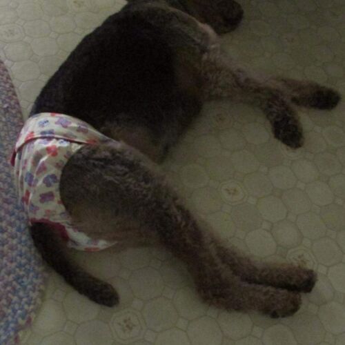 butterfly pul diaper butterfly pul diaper