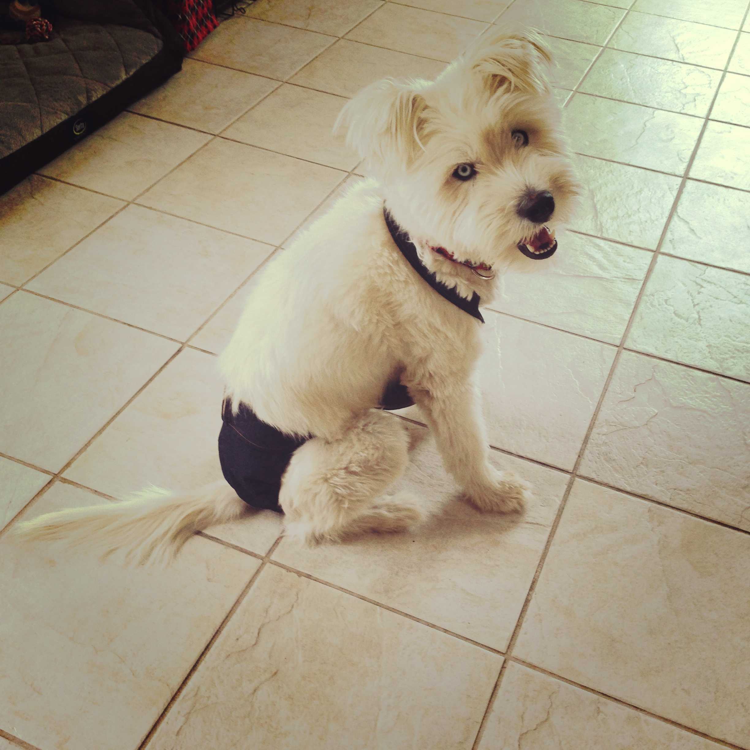 Barkertime Denim EscapeProof Washable Dog Diaper Overall