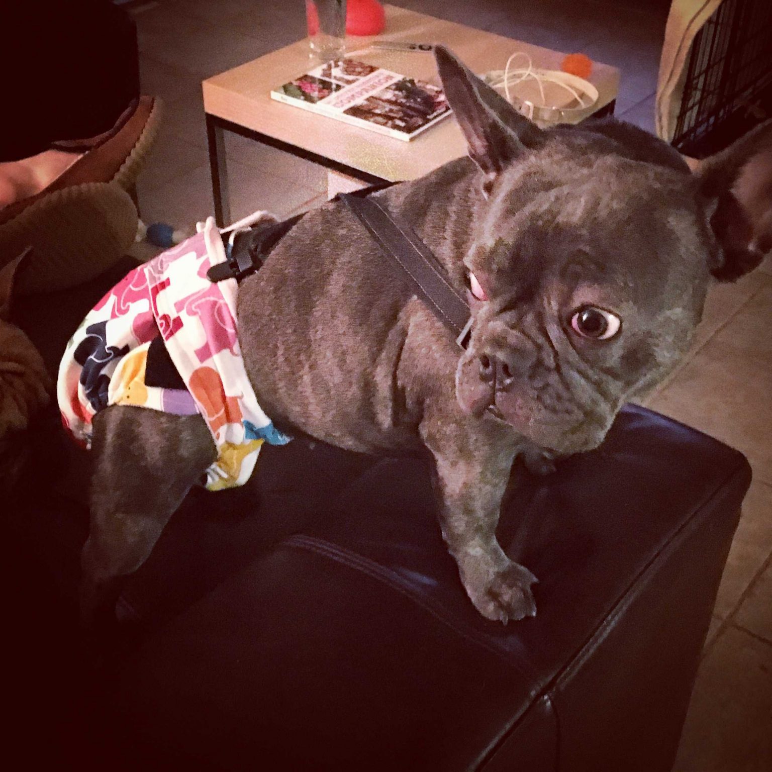 Complete Guide to Dog Diapers, Belly Bands and How to Use