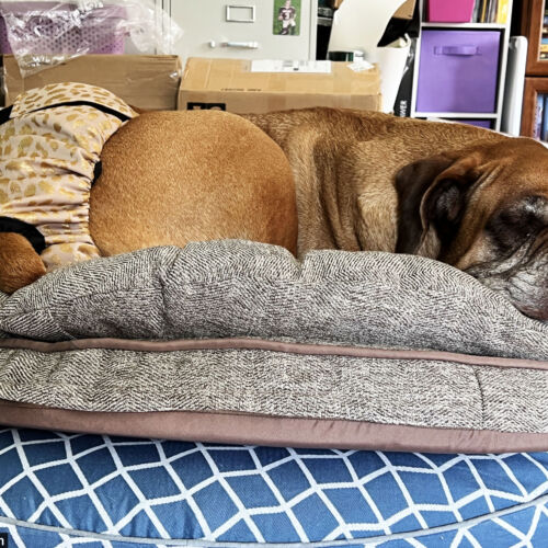 Lily - Halasz 1 - barkertime Lily - Halasz 1 - barkertime