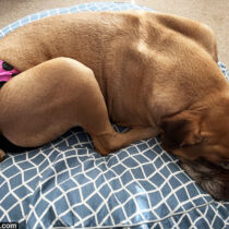 Lily – Halasz 2 – barkertime