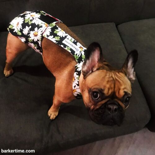 lulu - chang 2 - barkertime french bulldog dog diaper
