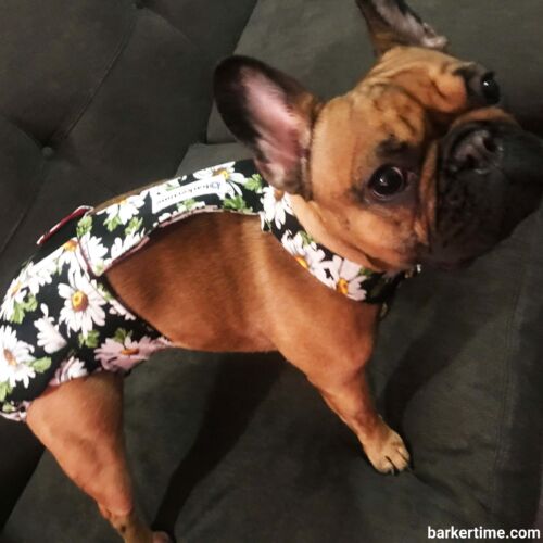 lulu - chang 3 - barkertime french bulldog dog diaper