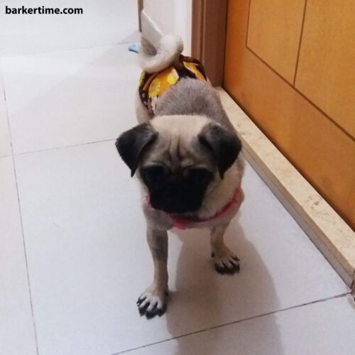 pepper chewy - fan 3 - barkertime pug dog diaper