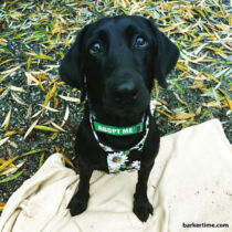 Negrita – wolf 1 – barkertime black labrador dog drag bag