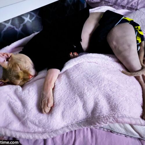 sphynx cat diaper stud pants