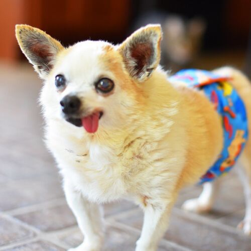 Mario_BarkertimeBellyBand2 Mario_BarkertimeBellyBand2