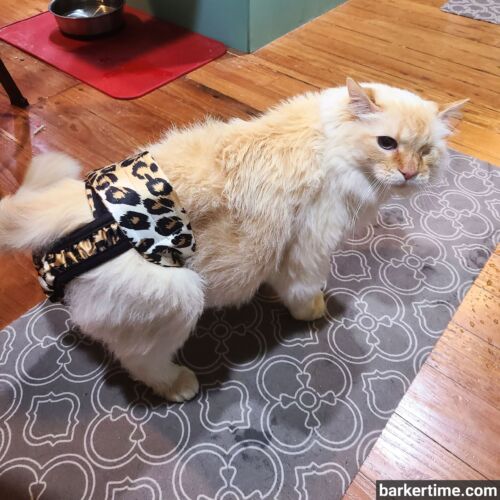 Willie - Zucchero - barkertime persian cat diaper