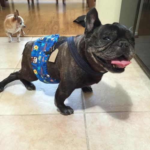 french bulldog belly band diaper