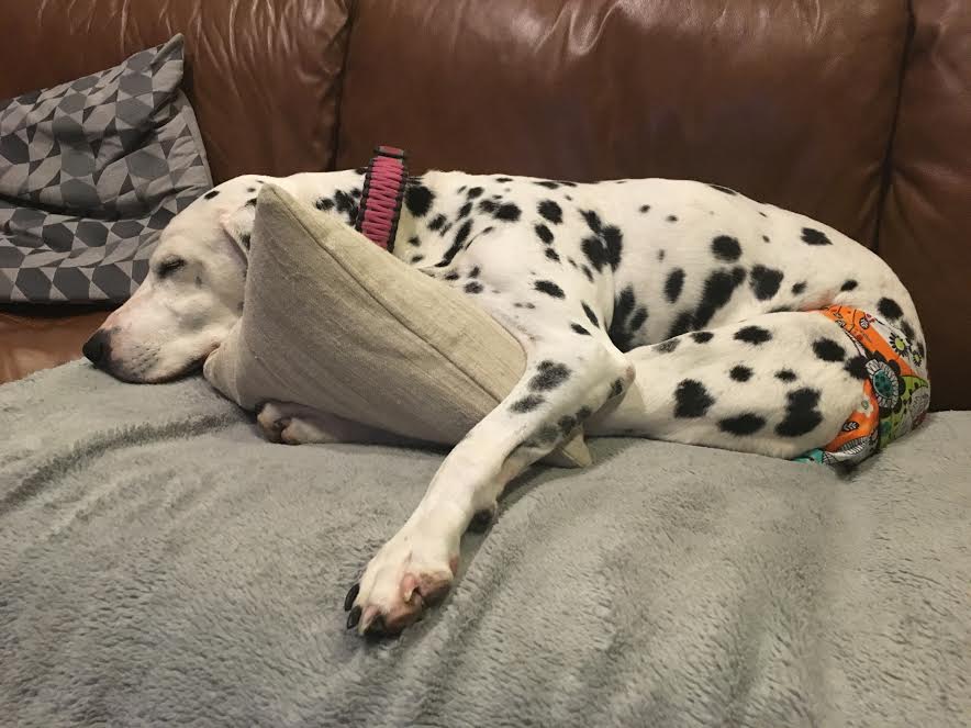 Annie Dalmatian in Barkertime Dog Diaper