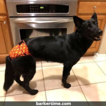 german shepherd dog diaper