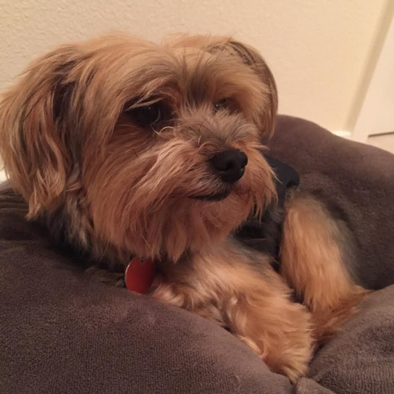 Barkertime Dove Flower Premium Dog Belly Band