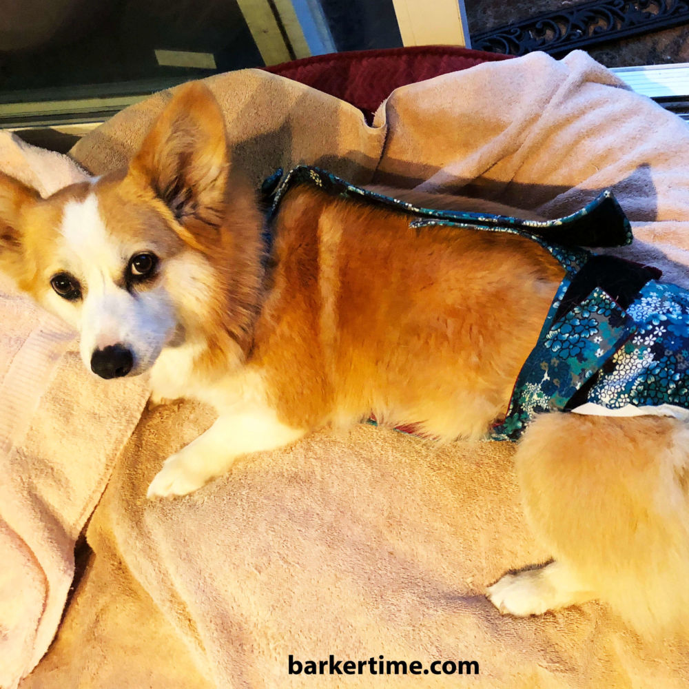 Barkertime Rainbow Stripes on Royal Blue Waterproof Premium Dog Diaper