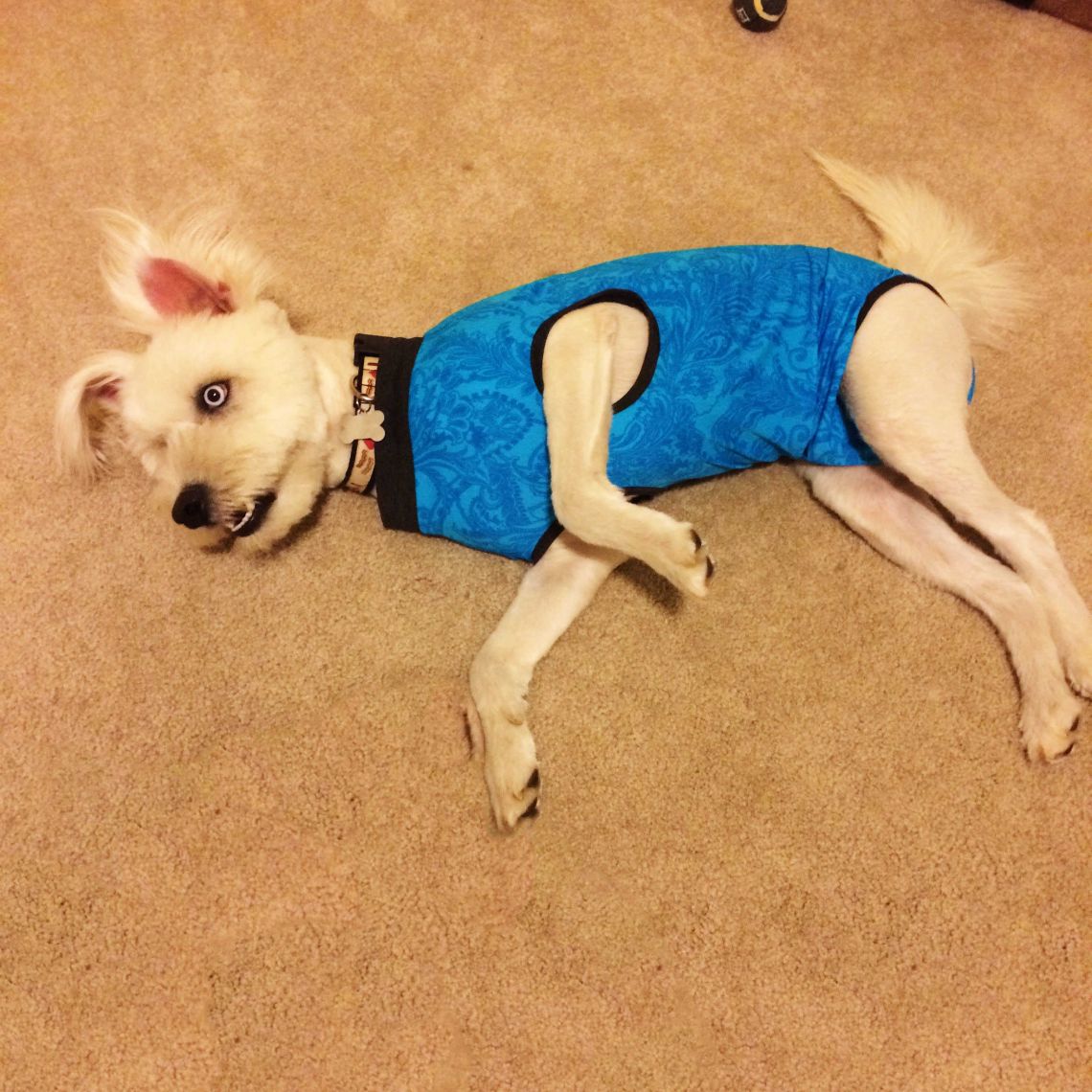 PeeJama Onesie for Dog and Cat After Surgery, Control Shedding