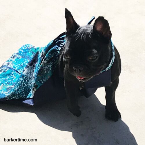 pepper 1 - barkertime dog drag bag for paralyzed dog