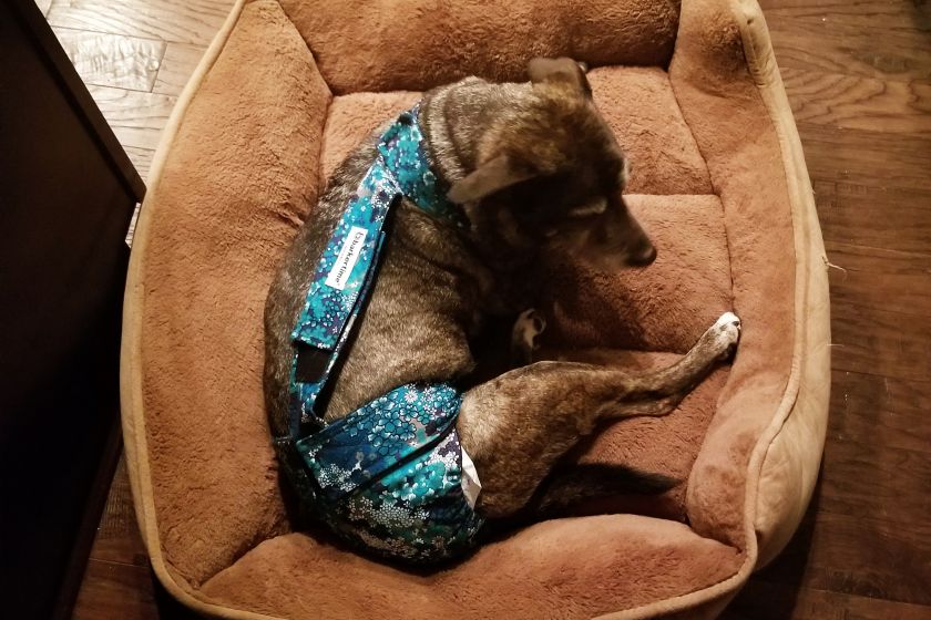 How dog diapers for poop work for dogs with fecal incontinence