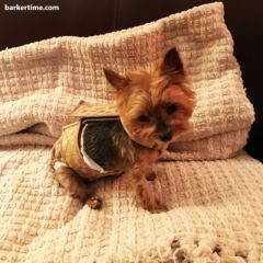 yorkie dog diaper