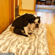 english bully dog diaper