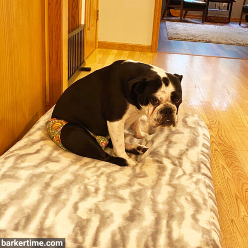 Olive - Schoenborn - barkertime english bully dog diaper