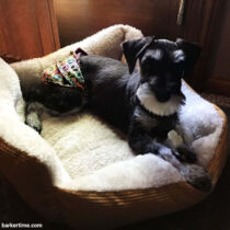 Poppy – Hopkins – barkertime