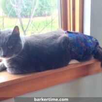 addie 3 – barkertime cat diaper
