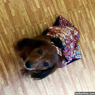 dachshund dog drag bag paralyzed pet