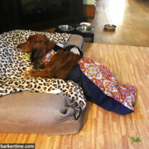 dachshund dog drag bag paralyzed pet