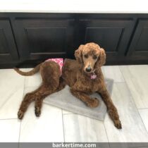lilly – harvey – barkertime poodle dog diapers