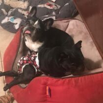 pep _ ig socalfrenchbdrescue french bulldog diaper