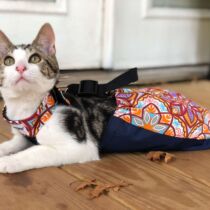 drag bag for paralyzed cat