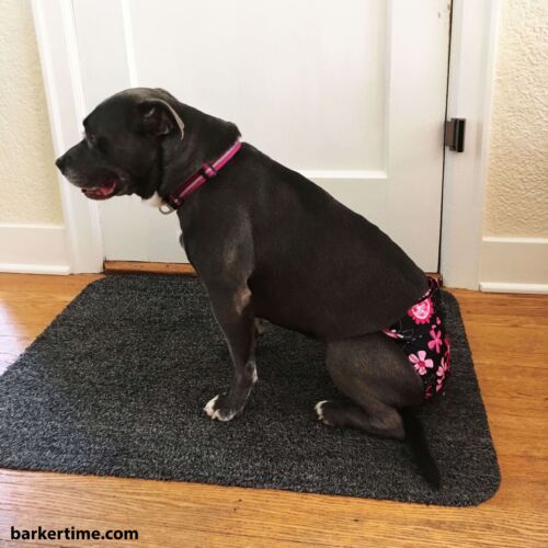 pitbull dog diaper