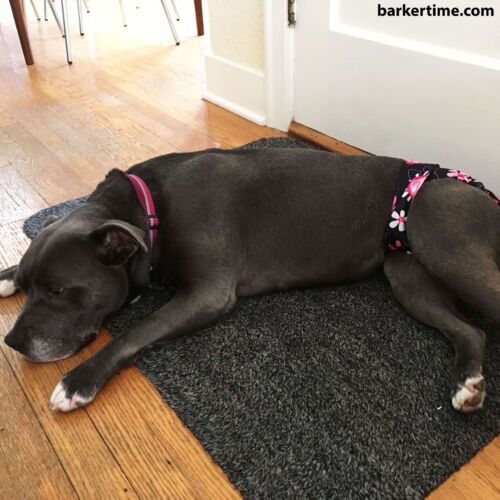 pitbull dog diaper