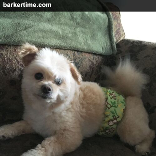 kirby - barkertime dog diaper