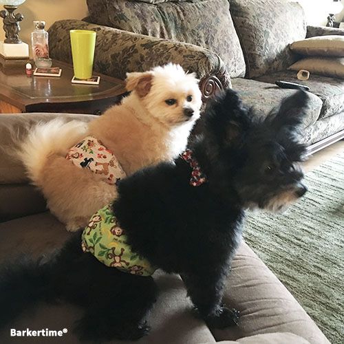 kirby bumper (2) dog diaper