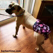 misty blue 1 – barkertime Bullmastiff dog diaper