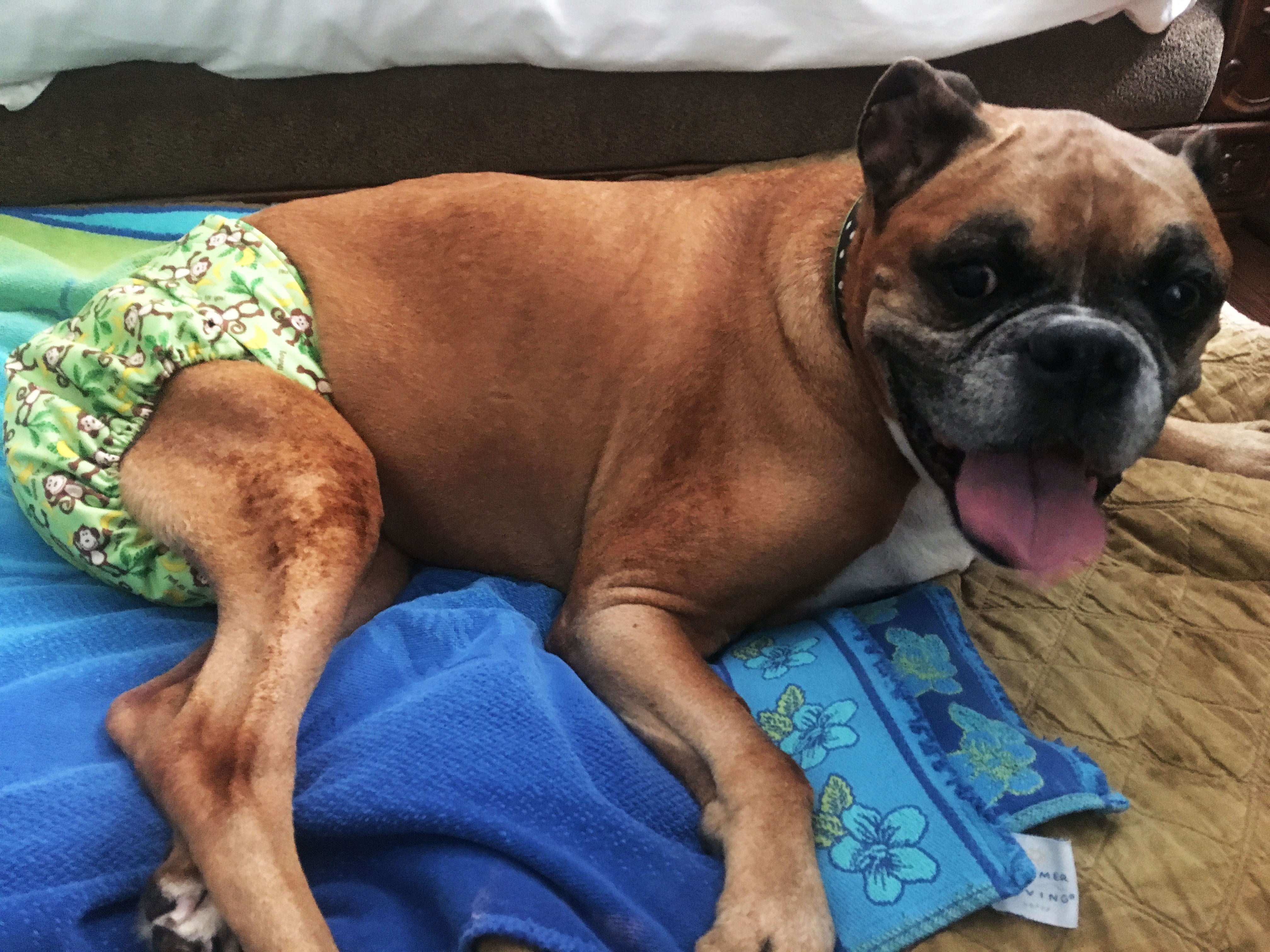 Barkertime Monkey and Bananas on Green Premium Waterproof Washable Dog