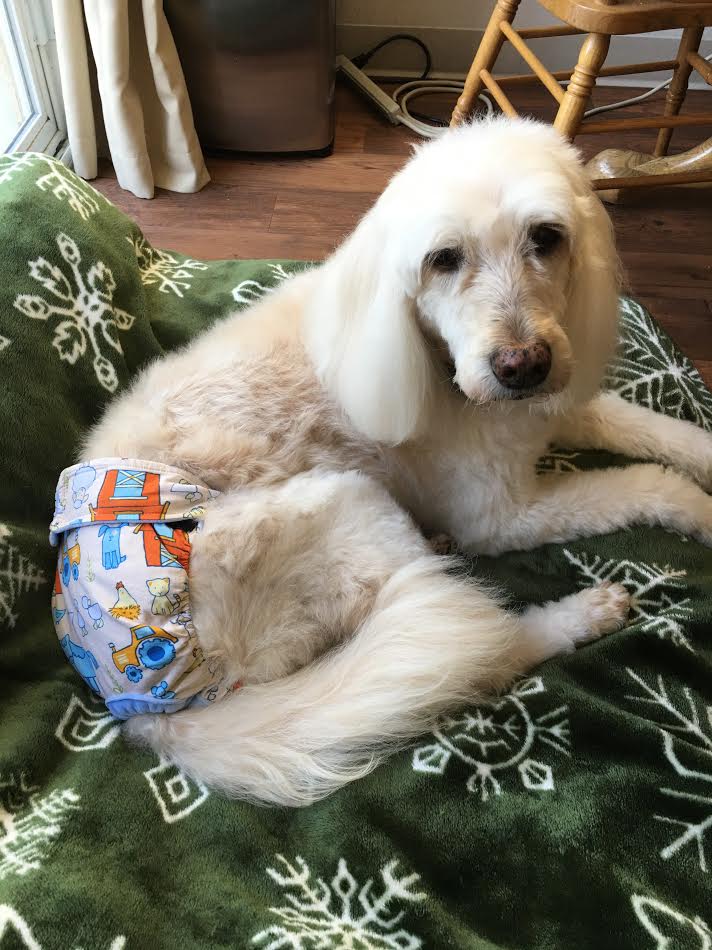 Barkertime Dog Diapers 