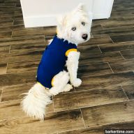 dog peejama post surgery recovery suit