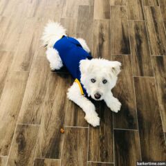 dog peejama post surgery recovery suit