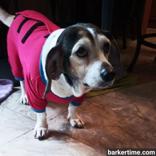 Harper - barkertime Harper - barkertime