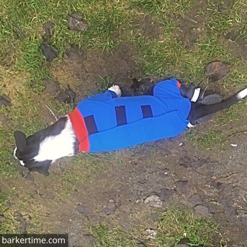 Snoopy - Takaya 1 - barkertime Snoopy - Takaya 1 - barkertime