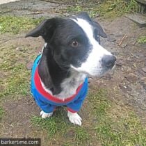 Snoopy – Takaya 2 – barkertime