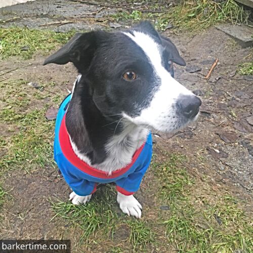 Snoopy - Takaya 2 - barkertime Snoopy - Takaya 2 - barkertime