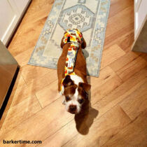 cooper – ig xopherthp – barkertime boston terrier dog diaper