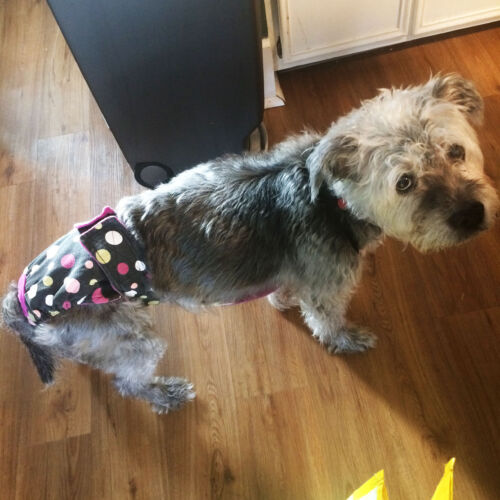 indie 2 terrier dog diapers