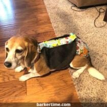 beagle dog diaper