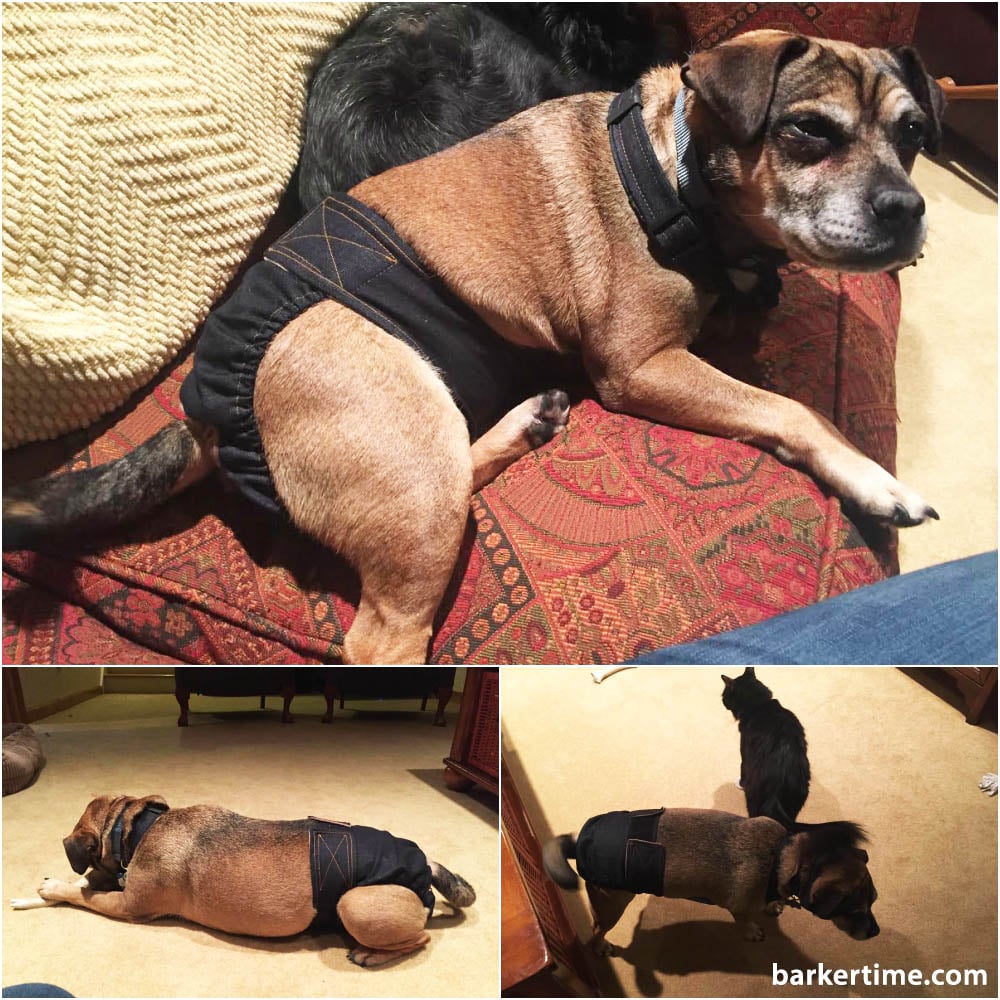 Orson the Puggle in Barkertime Dog Diaper Overall