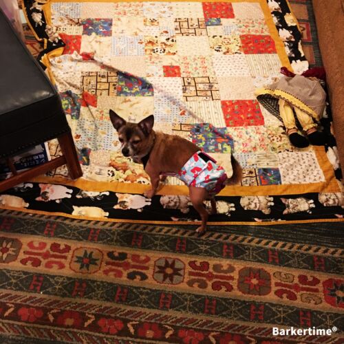 percy 1 - barkertime r chihuahua dog diaper