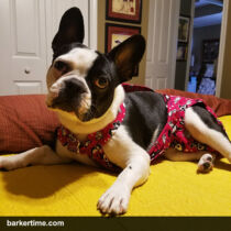 Bella guidry 1 – barkertime dog diapers that stay on