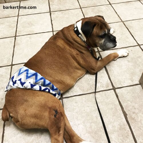 Dozer - barkertime Dozer - barkertime